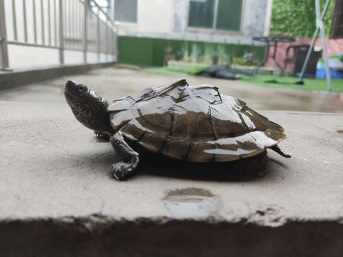 巴西龜烏龜
