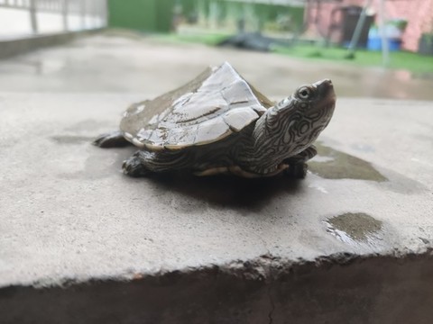 巴西龜烏龜
