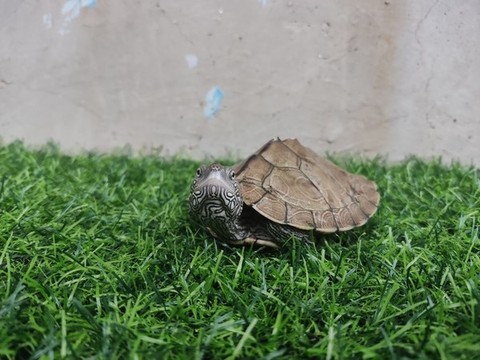 巴西龜烏龜