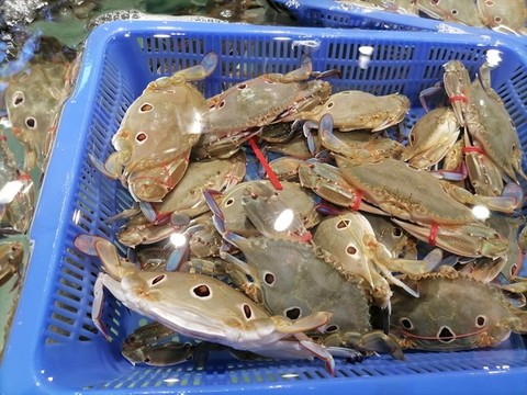 三眼螃蟹