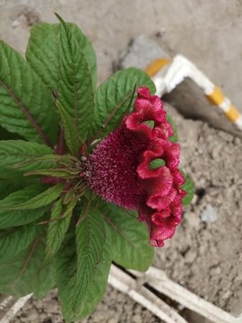 雞冠花花卉