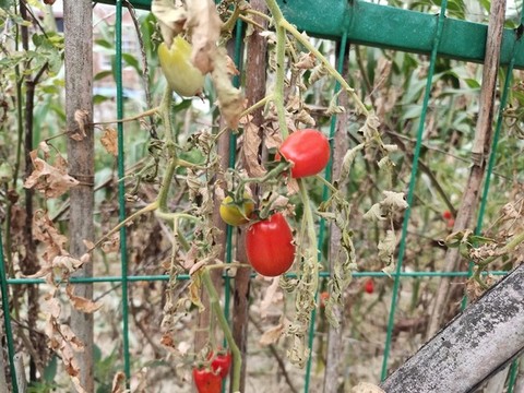西紅柿