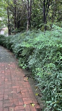 綠籬植物