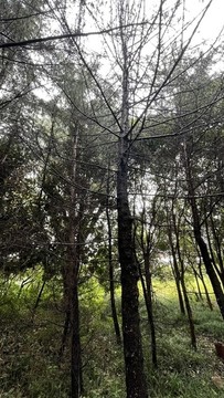 綠化林