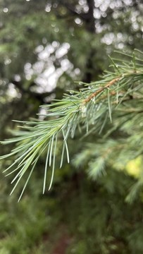帶水珠的松針