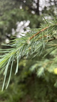雨后松針