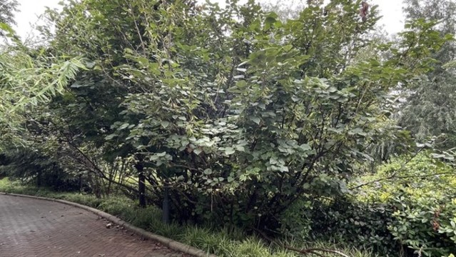 綠植隔離帶