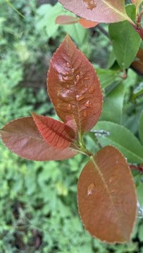 雨后紅葉