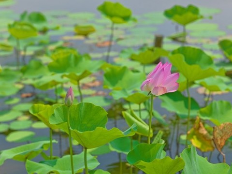 荷花
