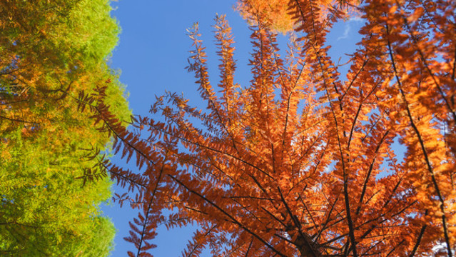 水杉紅樹林