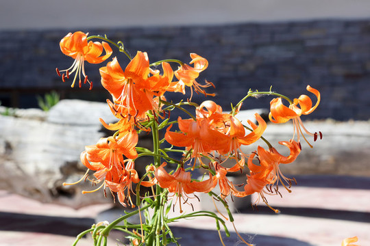 百合花