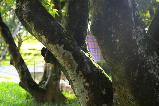 柏塘古欖園