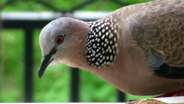 斑鳩