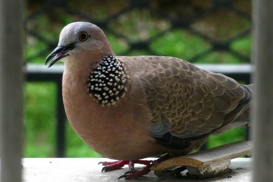斑鳩