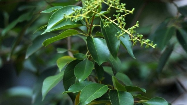 女貞