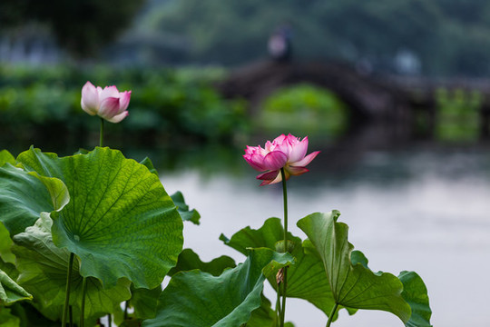 杭州曲院風荷