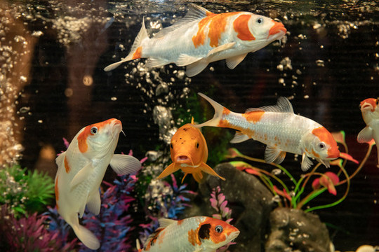 魚缸金魚