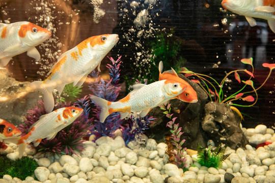 魚缸金魚