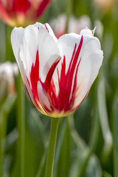 郁金香花朵特寫