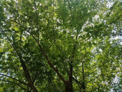 陽光樹林