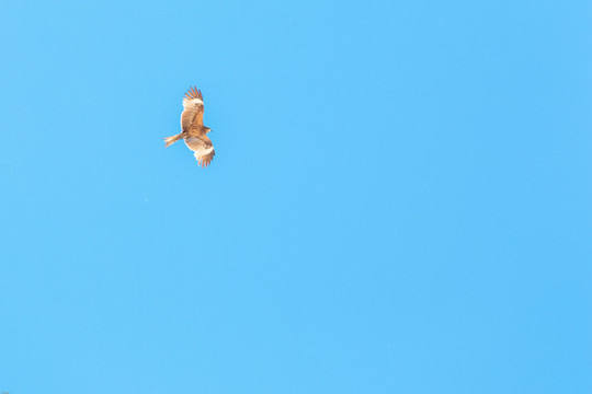 鷹擊長(zhǎng)空