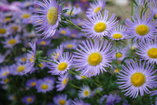 阿爾泰狗娃花燕雀草紫色菊花