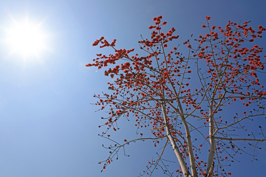 陽(yáng)光