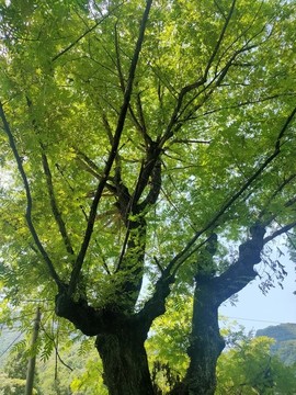 樹(shù)林
