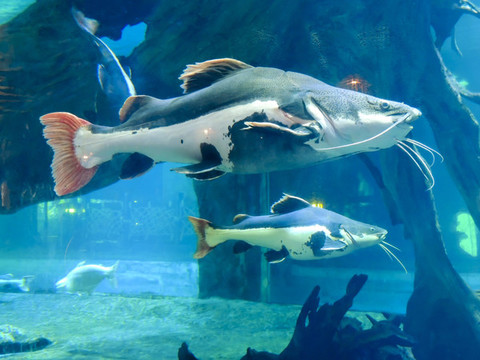 魚(yú)群