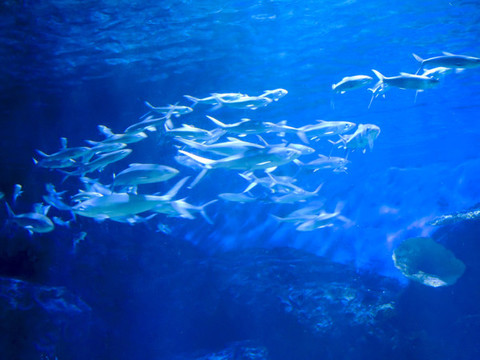 魚群