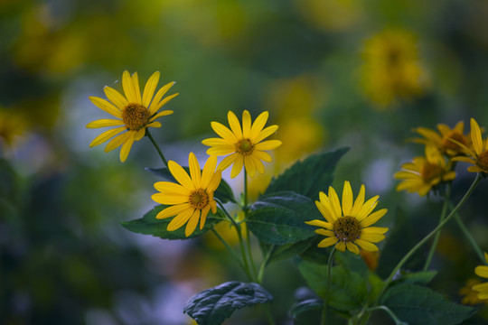 黃花