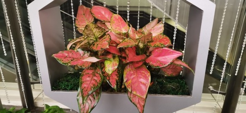 紅葉