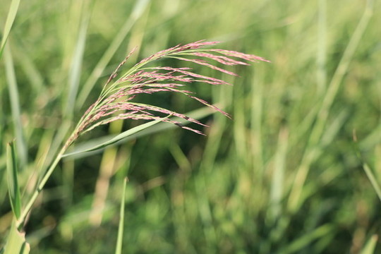 蘆葦花