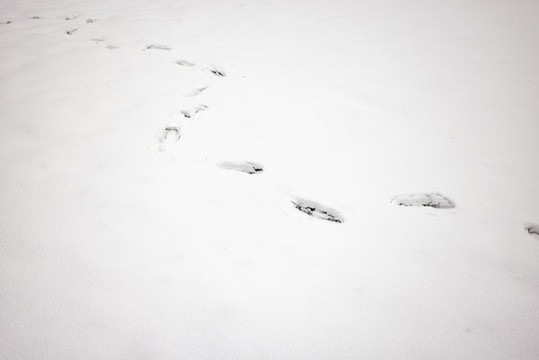 雪地里的腳印