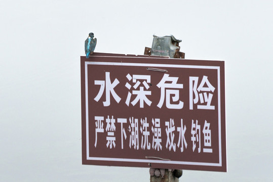 翠鳥