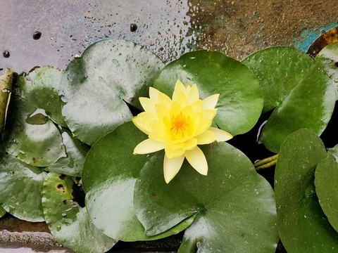 黃色睡蓮