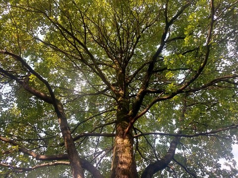 樹林