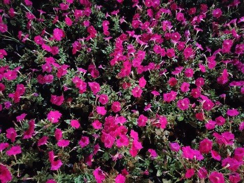 矮牽牛花