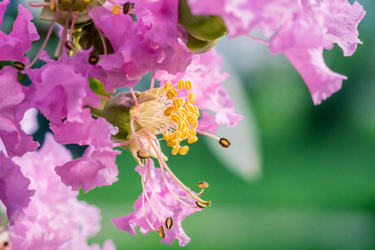 紫薇花蕊特寫(xiě)