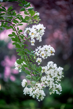 銀薇花枝