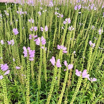 假龍頭花