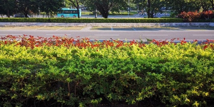 陽光草坪