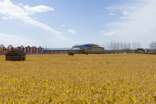 稻田公園