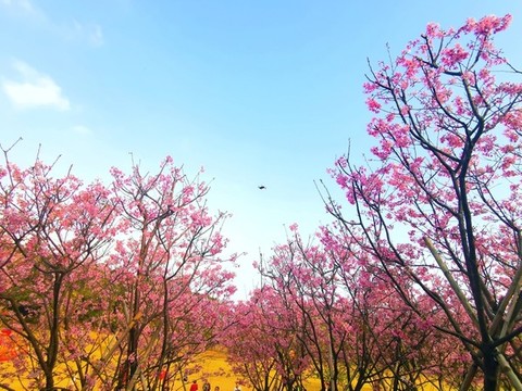 桃花