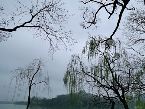 垂柳