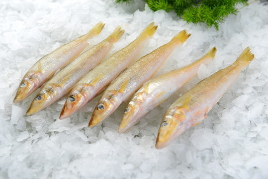 沙丁魚