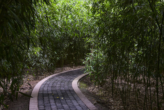 竹林小路