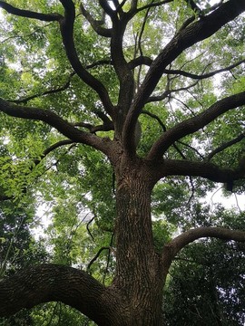 樟樹