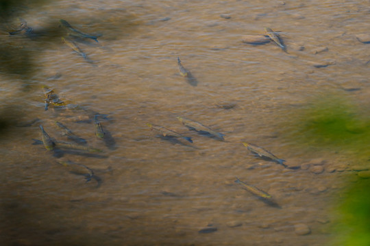 魚