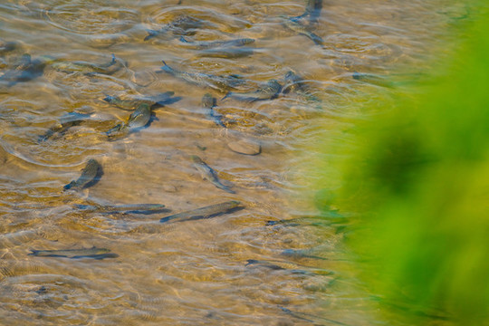 魚(yú)